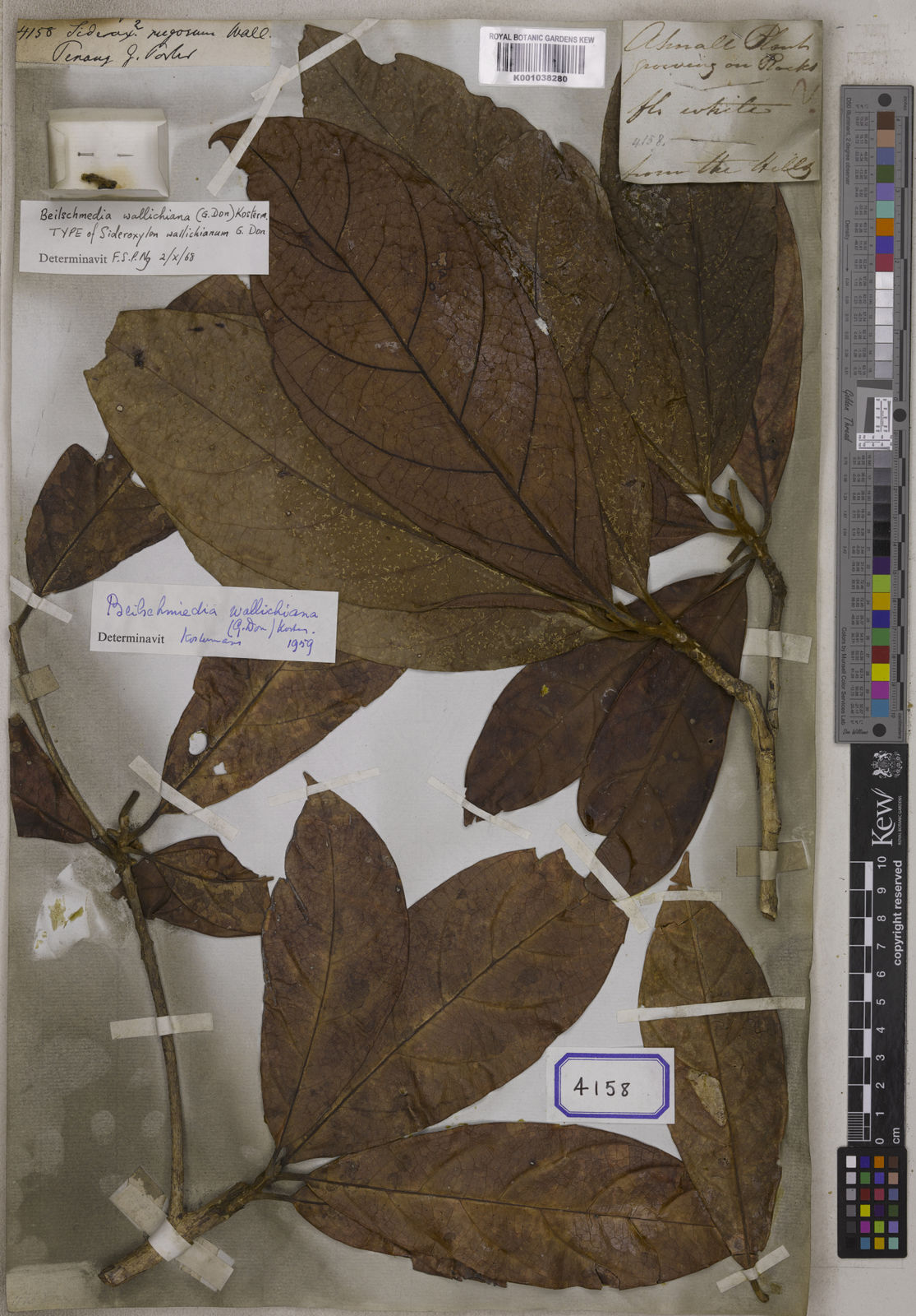 Micropholis rugosa