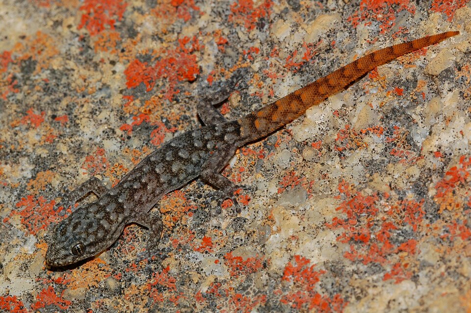 Micropora curtisii — photo
