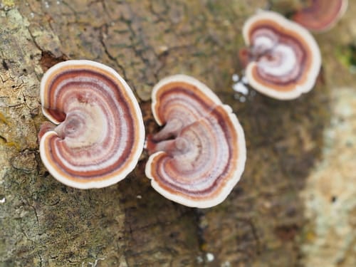 Microporus affinis — photo