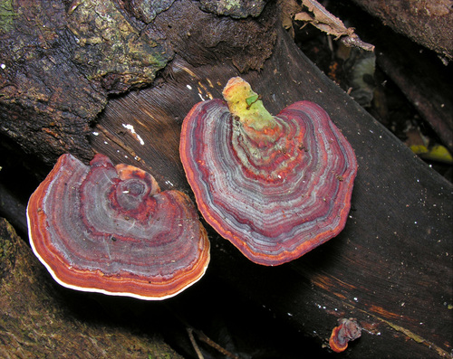 Microporus affinis