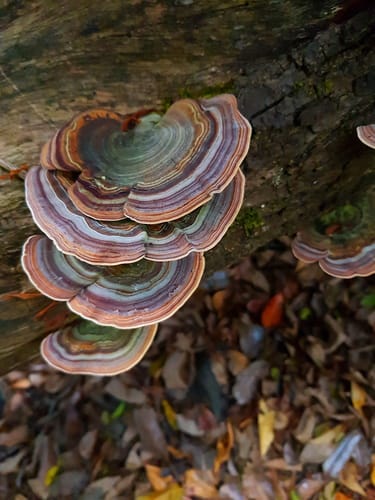 Microporus affinis — photo