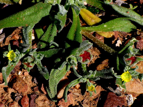 Micropterum papulosum — photo