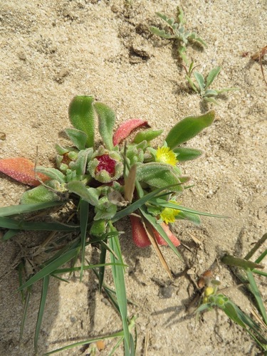 Micropterum papulosum — photo
