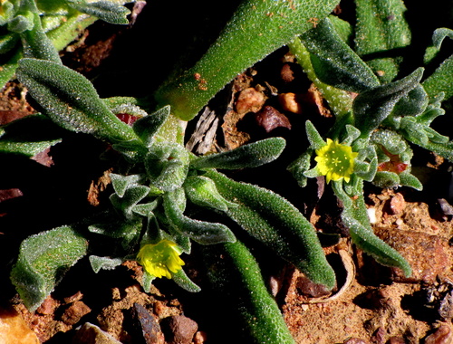 Micropterum papulosum