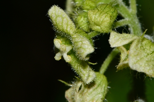 Microsechium palmatum — photo