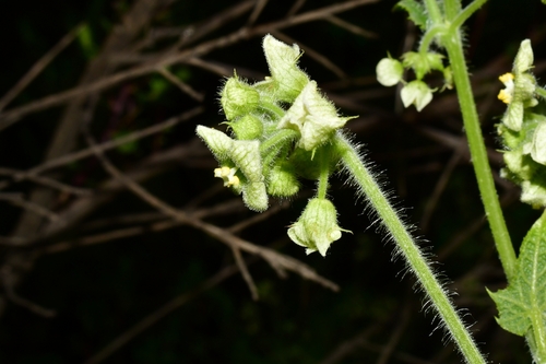 Microsechium palmatum — photo