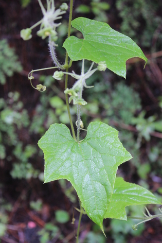 Microsechium palmatum