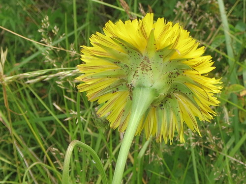 Microseris laciniata (Cutleaf silverpuffs) — photo