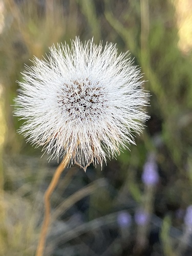 Microseris laciniata (Cutleaf silverpuffs) — photo