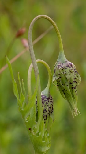 Microseris laciniata