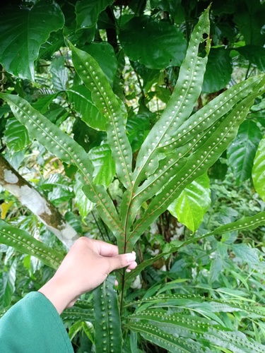 Microsorum membranifolium (Pimple fern) — photo