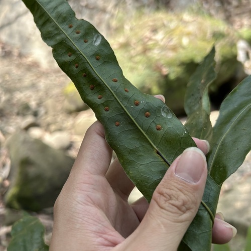 Microsorum membranifolium (Pimple fern) — photo