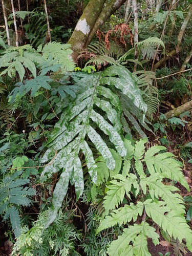 Microsorum membranifolium