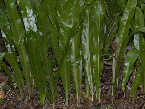 Microsorum punctatum (Fragrant fern) — photo