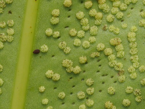Microsorum punctatum (Fragrant fern) — photo