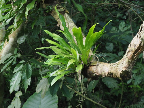 Microsorum punctatum