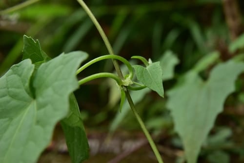 Mikania cordata (Climbing hemp-weed) — photo