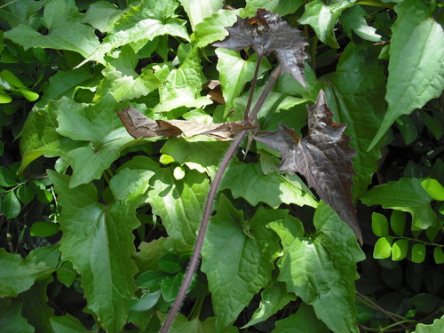 Mikania cordata