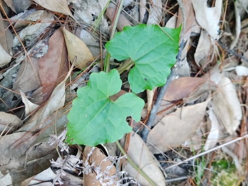Mikania micrantha (Climbing hempweed) — photo
