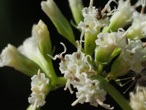Mikania micrantha