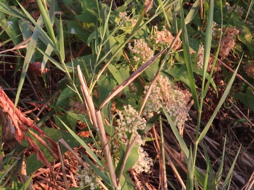 Mikania sagittifera — photo