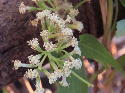 Mikania sagittifera