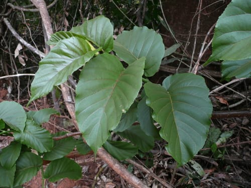 Milicia regia — photo