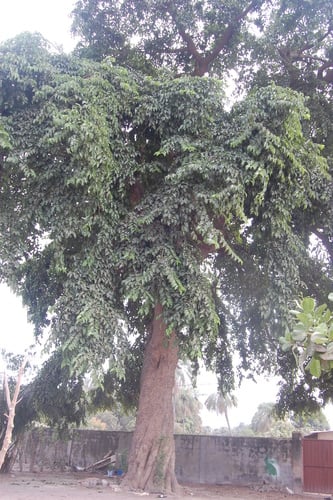 Milicia regia