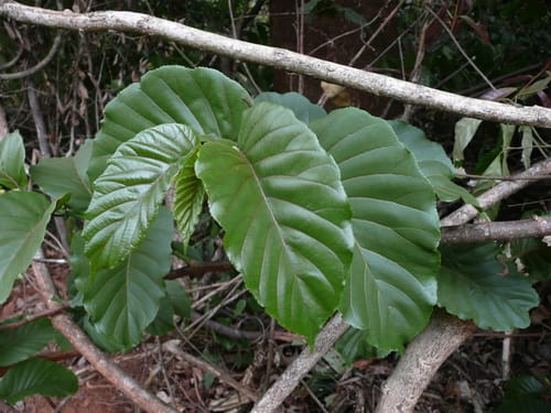 Milicia regia — photo