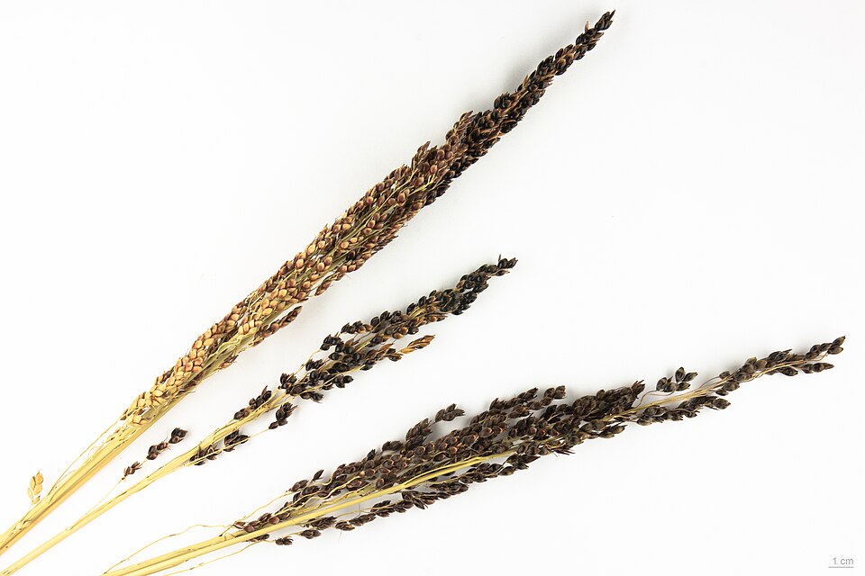 Milium nigricans — photo