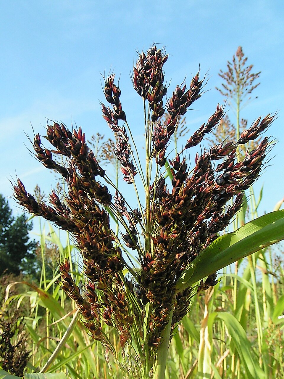 Milium nigricans — photo