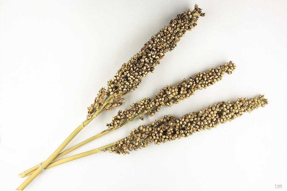 Milium nigricans