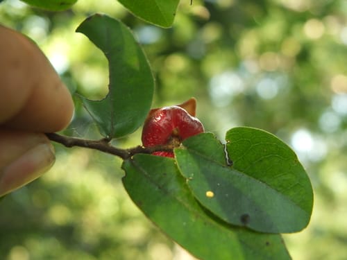 Miliusa eriocarpa (Wooly-fruit Miliusa) — photo