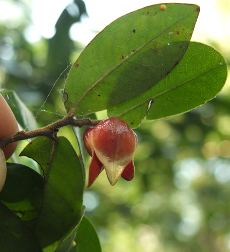 Miliusa eriocarpa