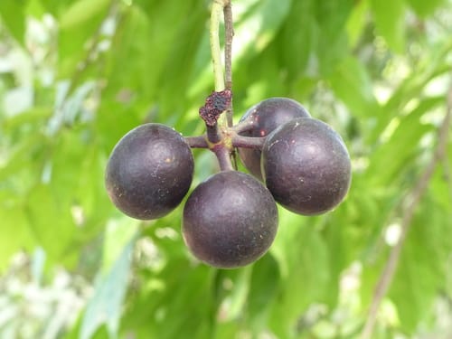Miliusa tomentosa (Hoom) — photo