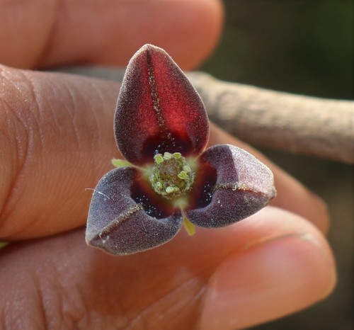 Miliusa tomentosa