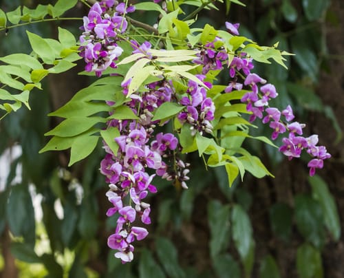 Millettia brandisiana (Eagle wood) — photo