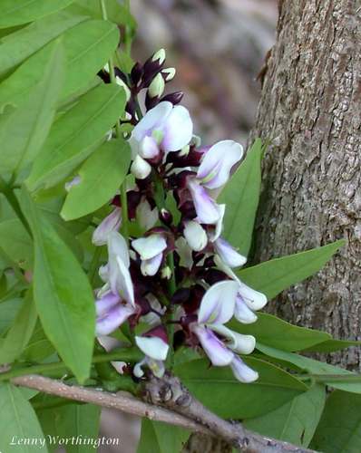 Millettia brandisiana (Eagle wood) — photo