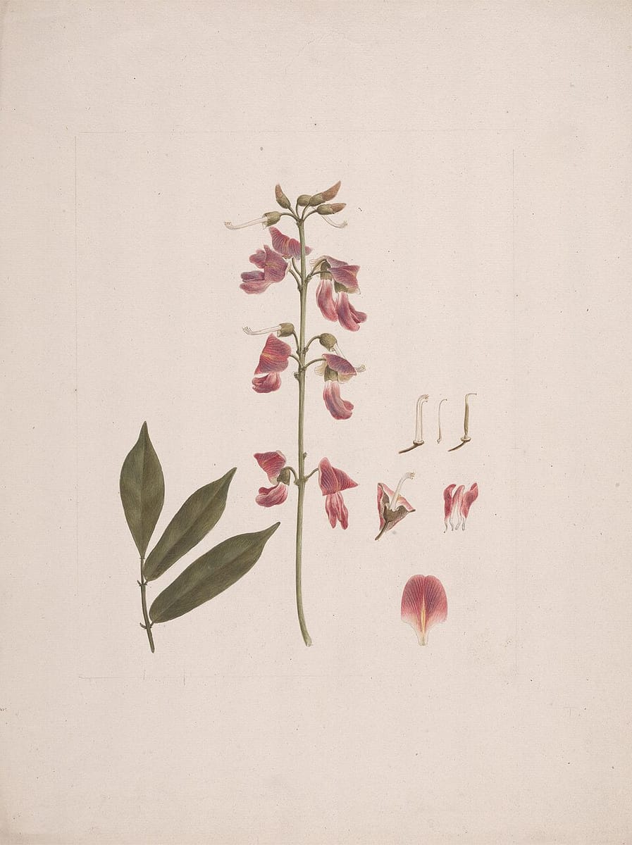 Millettia ferruginea (Birbira) — photo