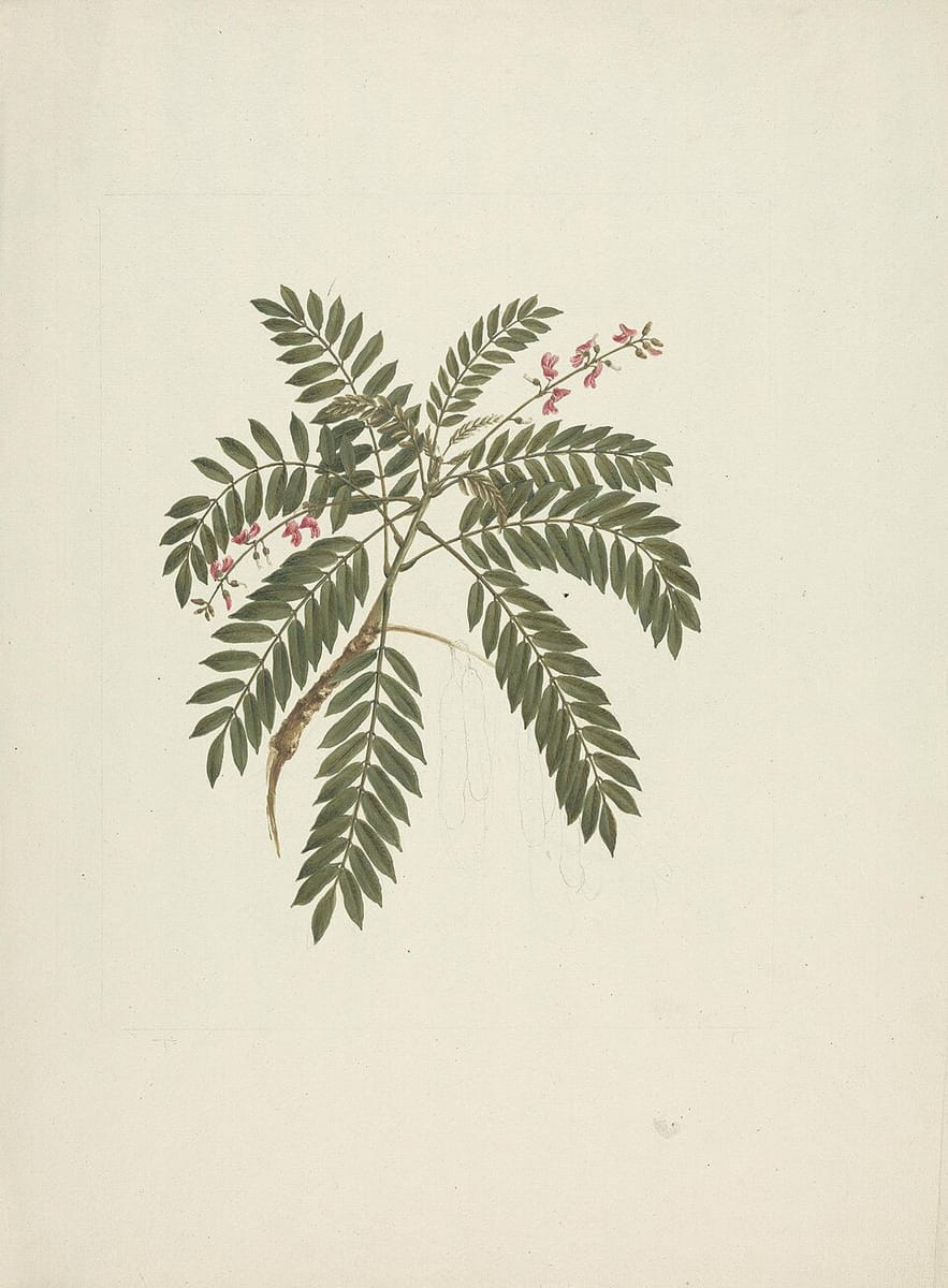 Millettia ferruginea (Birbira) — photo