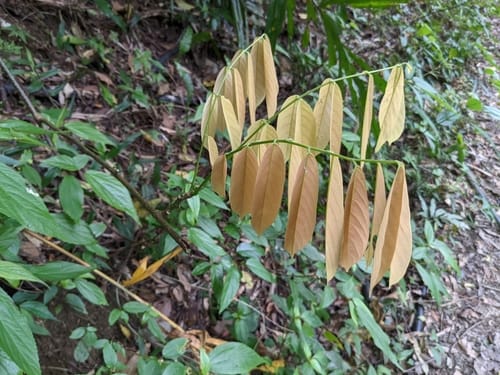 Millettia pachycarpa — photo