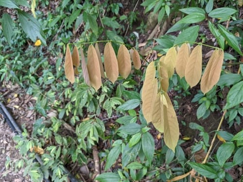 Millettia pachycarpa — photo