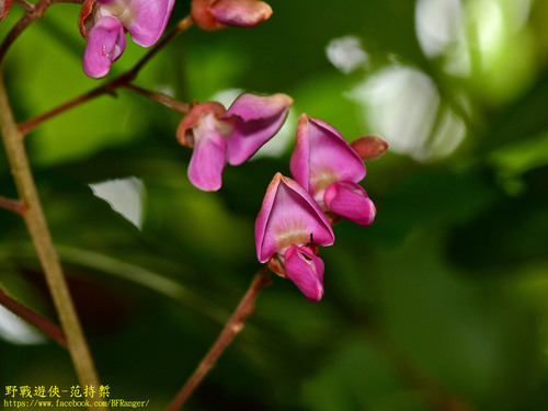Millettia pachycarpa