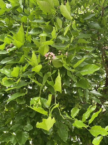 Millettia pinnata (Poona Oil Tree) — photo