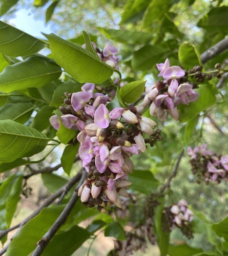 Millettia pinnata (Poona Oil Tree) — photo