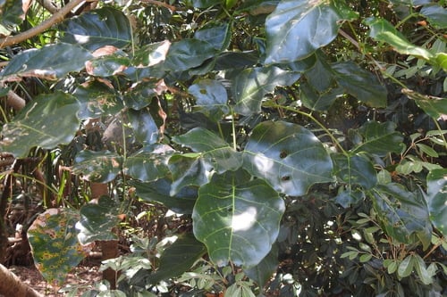 Millettia pinnata