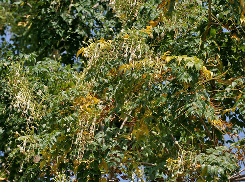 Millingtonia hortensis (Tree jasmine) — photo