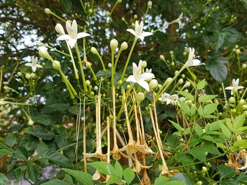 Millingtonia hortensis