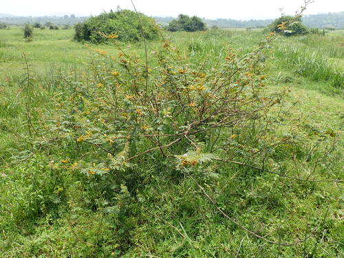 Mimosa pigra (Catclaw mimosa) — photo