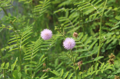 Mimosa pigra (Catclaw mimosa) — photo